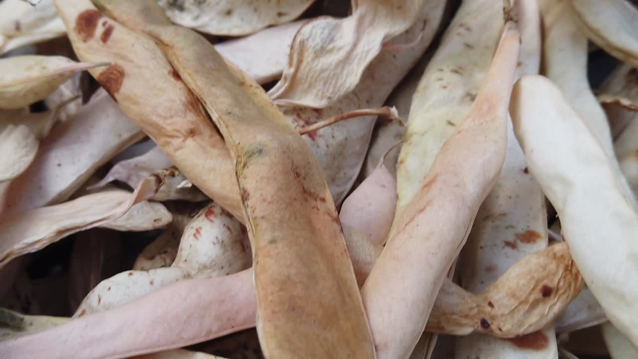 건강한 콩 수확