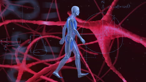 animation of cross section of male body walking over rede network and mathematical equations