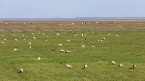 Rohrweihe-Circus-Aeruginosus-Fliegt-über-Herde