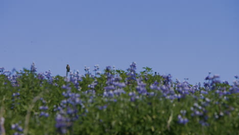 stable shot at wild purple lupine field, small bird sitting on pole