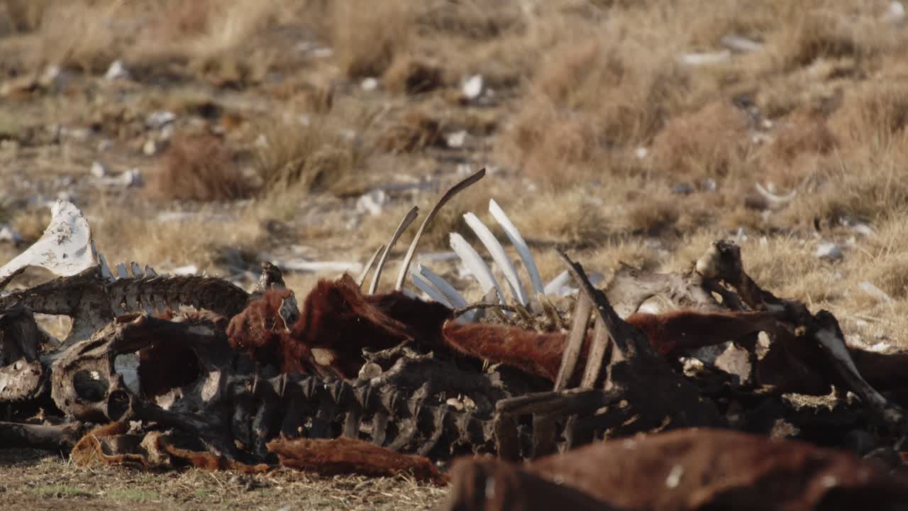 Panning shot of animal carcass and bones left for the vultures