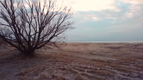 Flying towards a tree with a large lake and shoreline beyond during winter