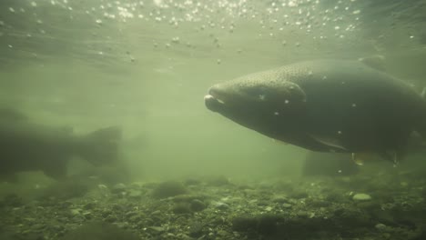 Adult-rainbow-trout-swimming-in-shallow-spawning-ground,-estuary-in-New-Zealand