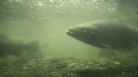trucha arco iris adulta nadando en un lugar de desove poco profundo, estuario en nueva zelanda