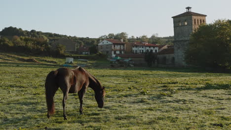 horse grazing in a village landscape