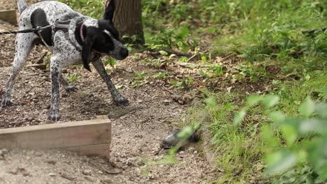 german shorthaired pointer dog going crazy while being angry at turtle