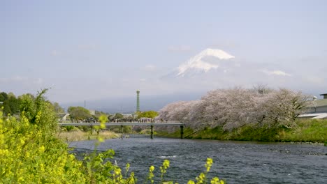cinematic mt. fuji view in spring at river with rape flowers and sakura
