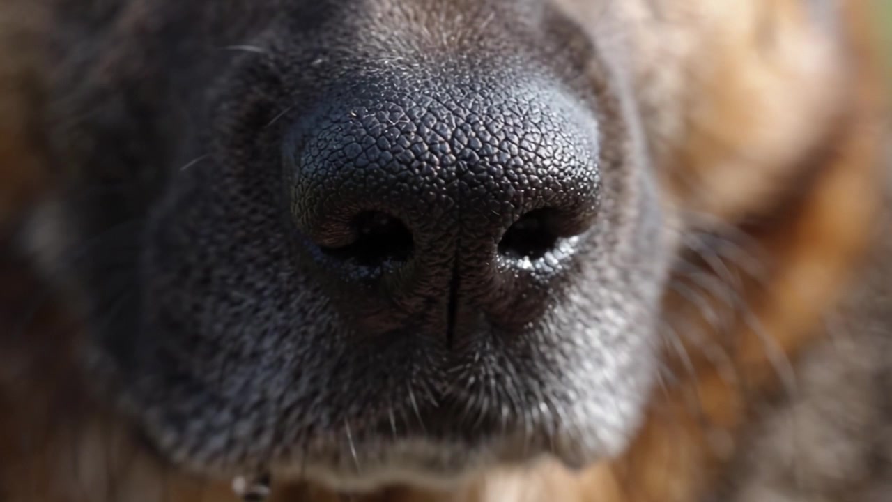 Gros plans du nez d'un chien, soulignant la texture unique et les caractéristiques de l'odorat canin, capturés avec des détails époustouflants pour les amoureux et passionnés d'animaux