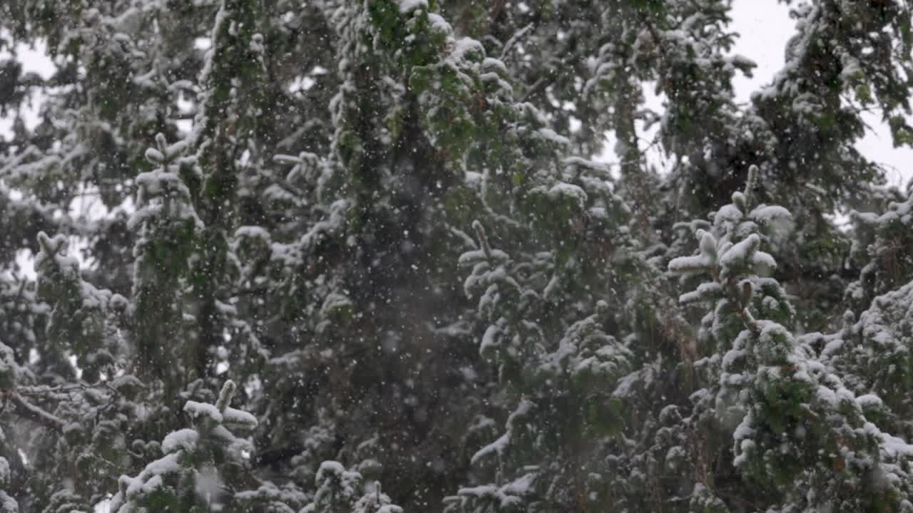 ramas siempre verdes en un bosque durante las fuertes nevadas en invierno en cámara lenta