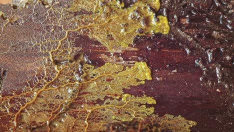 yellow slime mold plasmodium in pulsating motion over rotten wood time lapse