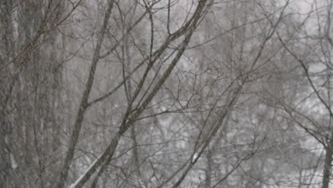 bare trees under the falling snow