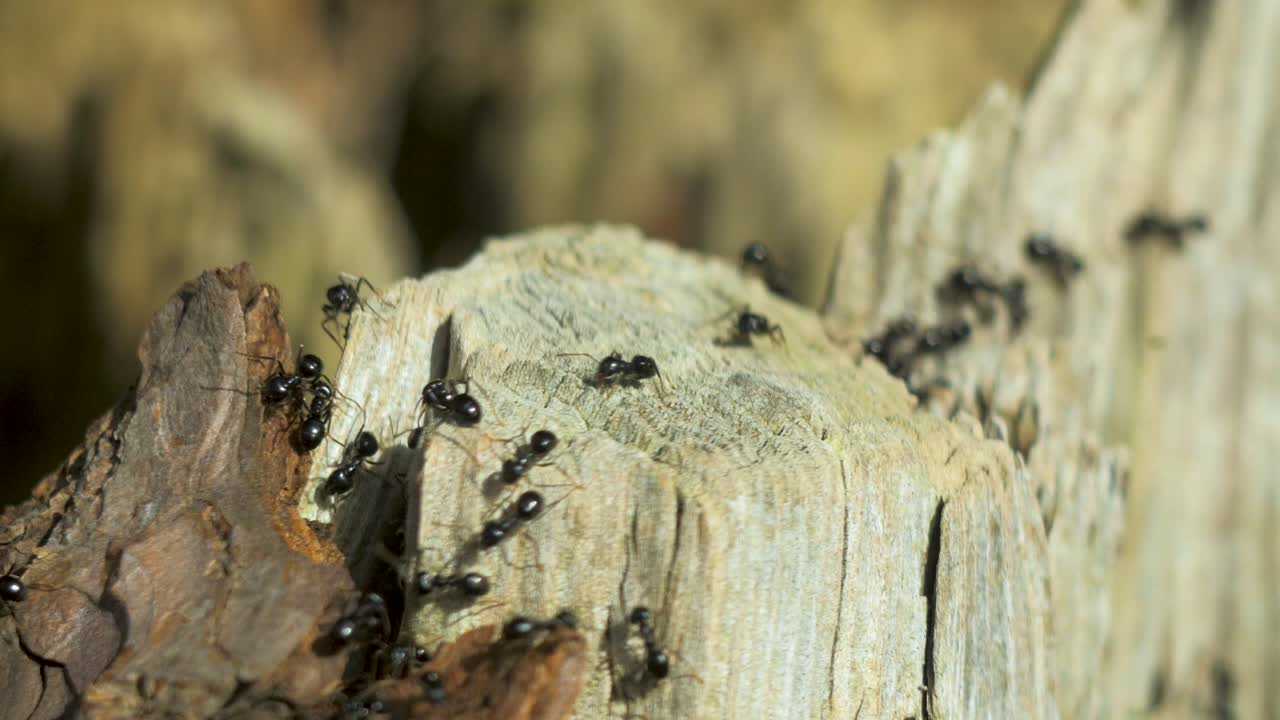 Silky ants move on the nest, anthill with silky ants in spring, work and life of ants in an anthill, sunny day, closeup macro shot, shallow depth of field
