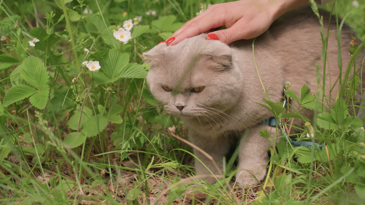 Cat Walks Peacefully, Gray Feline Explores Countryside Gracefully, Leashed Cat Enjoys Serene Outdoor Walk With Caretaker, Calm Gray Cat Strolls Through Meadow With Gentle Petting Companion