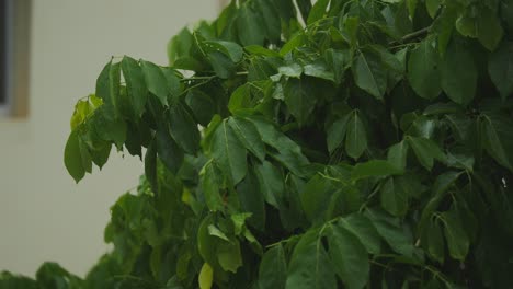 un primer plano del árbol después de la lluvia.