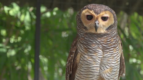 Portrait-of-Spotted-Wood-Owl-Bird-in-Day-Sunlight-at-Renaissance-Bali-Uluwatu-Resort,-Indonesia