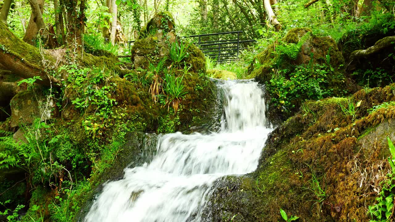 Bellissime cascate d'acqua limpida e fresca in un ambiente di lussureggiante e verde foresta tranquilla