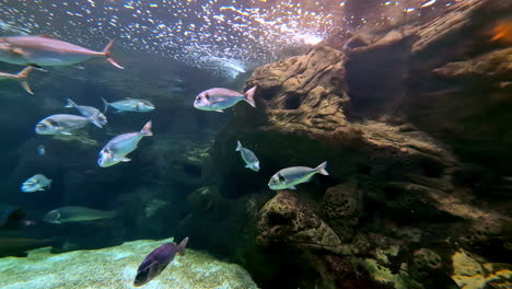stunning underwater scene with school of fish swimming around a rock formation