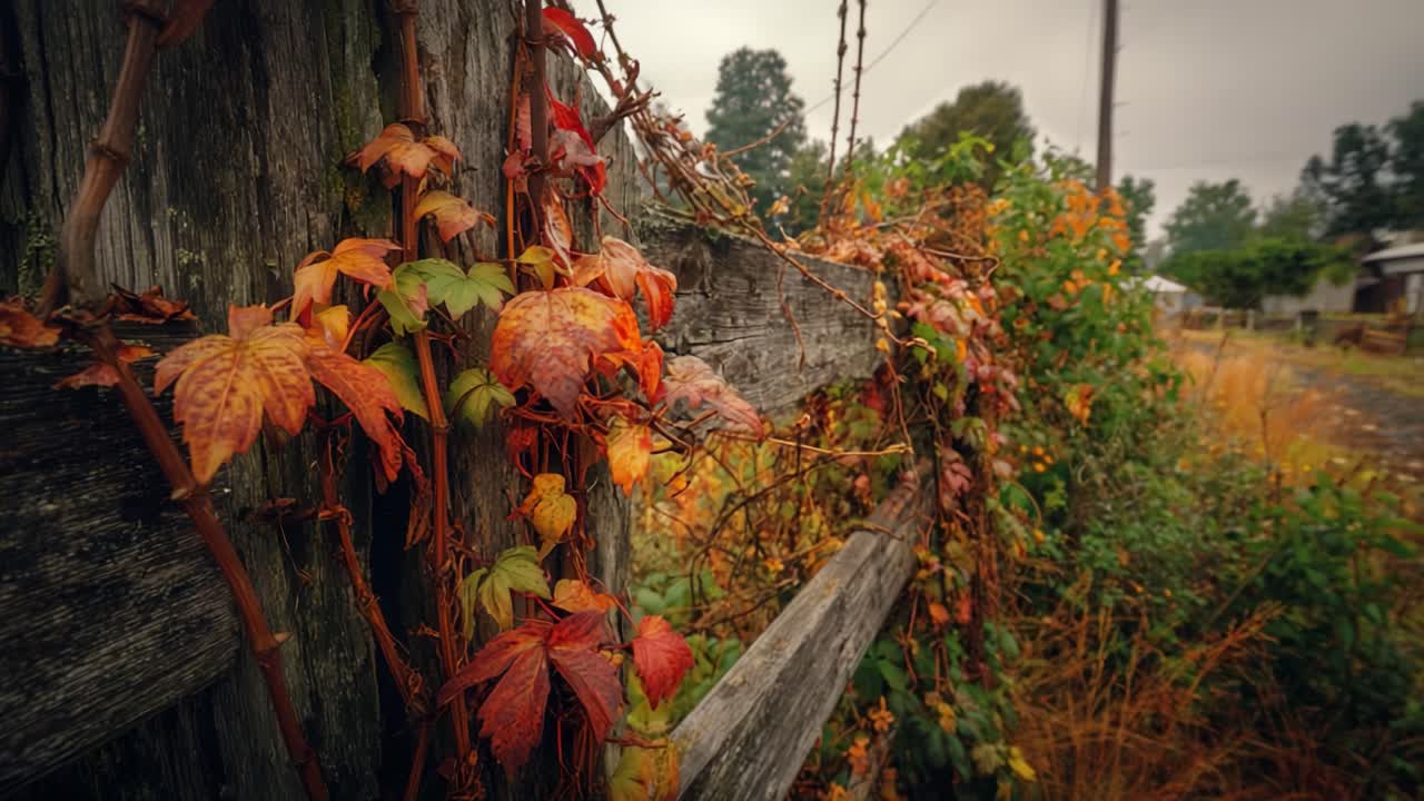 A tranquil autumn scene featuring vibrant, colored ivy draping over a rustic wooden fence, set against a soft, misty backdrop revealing hints of nature's beauty