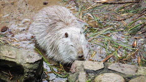 Weiße-Fellnutria-Am-Flussufer.-Nahaufnahme