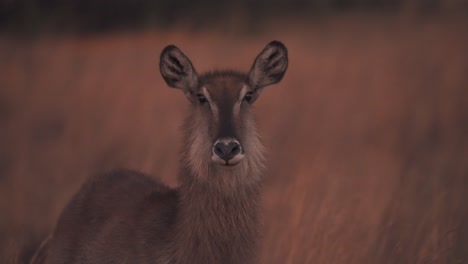 furry waterbuck antelope doe in dusking savannah staring into camera