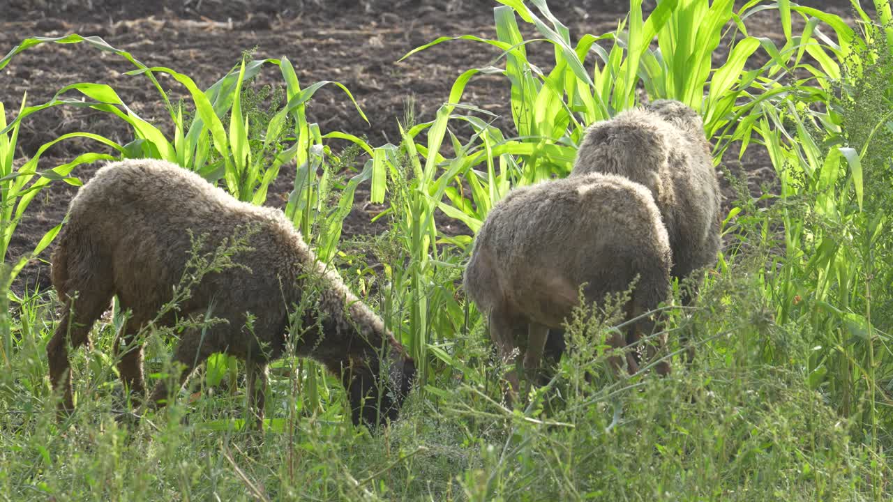 이집트 농장 의 시트 들 이 풀 을 먹고 있다