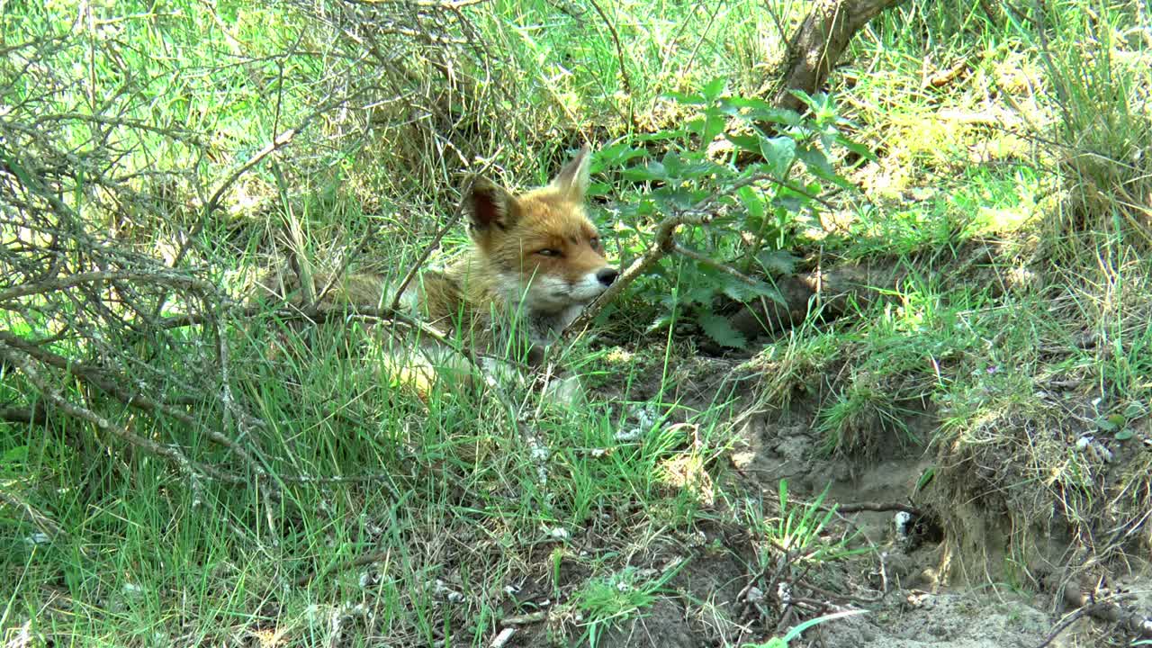 A red fox lies in the grass, gets up and walks away