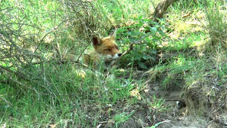 Ein-Rotfuchs-Liegt-Im-Gras,-Steht-Auf-Und-Geht-Weg