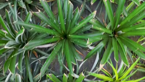 una vista de cerca de una piña que crece entre plantas verdes exuberantes, capturando la belleza tropical y los productos frescos en su entorno natural. las vibrantes hojas verdes rodean la fruta.