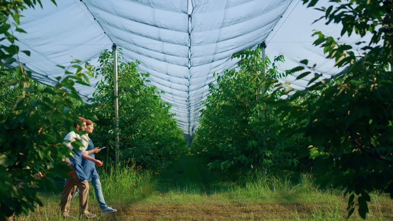 equipo de trabajadores agrícolas que supervisa la calidad de la producción de la cosecha en las plantaciones de huertos.