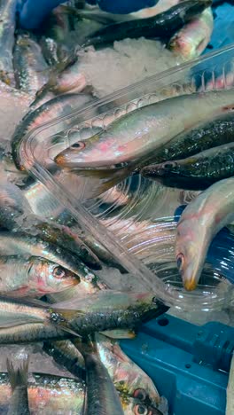 fresh sardines at a fish market