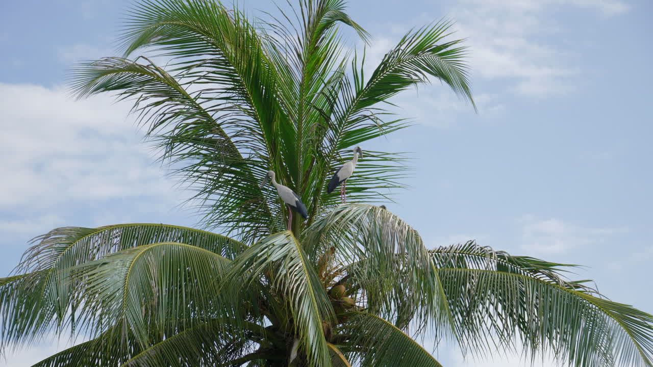dos cigüeñas en una palmera en asia