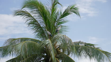 Two storks on a palm tree in Asia