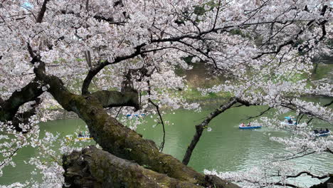 boote navigieren hinter einem langen zweig von kirschblüten am kaiserpalastgraben im chidorigafuchi-park