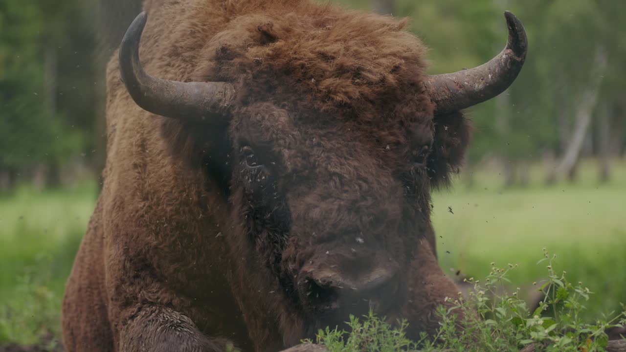 крупный план крупного рогатого бизона, раздраженного