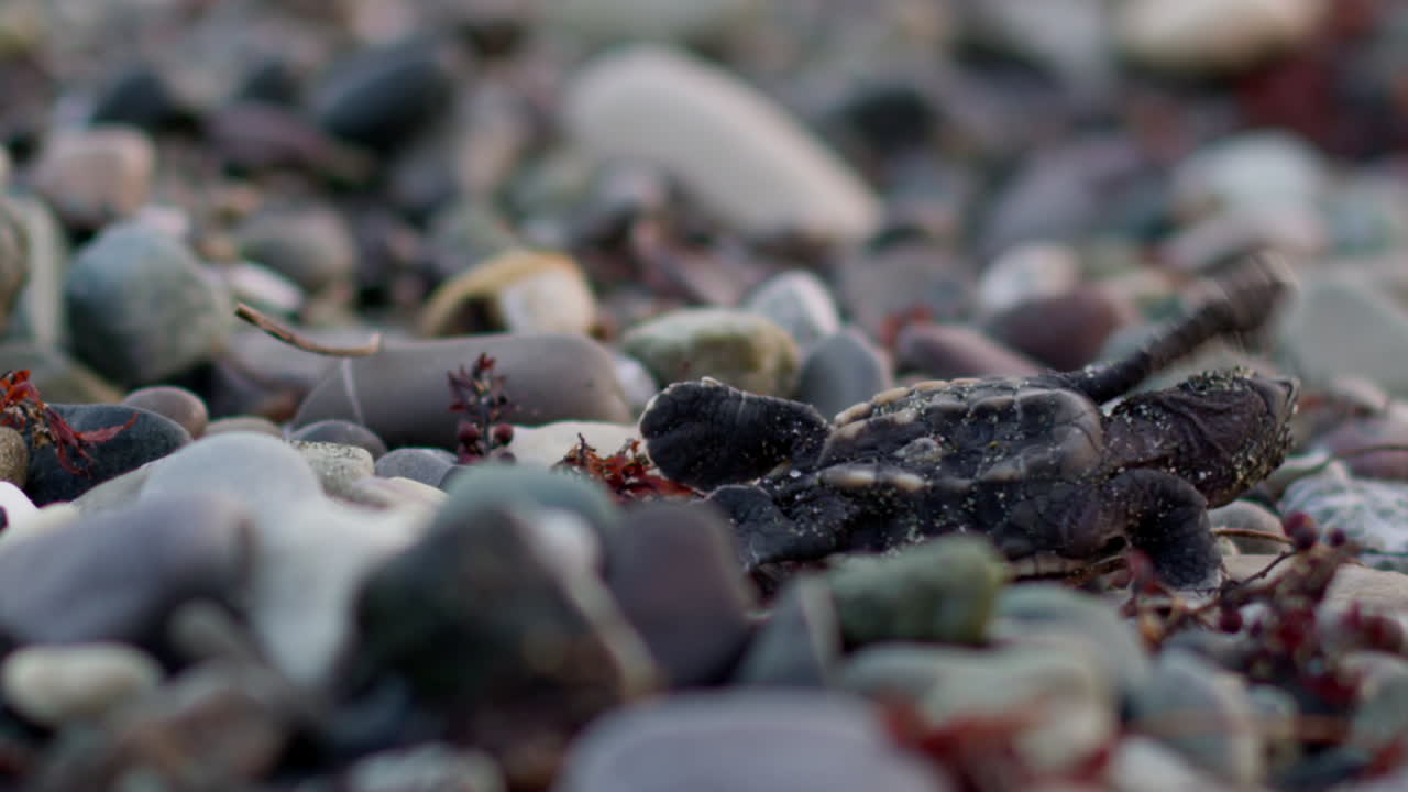 младенческая черепаха изо всех сил пытается перевернуться на спину