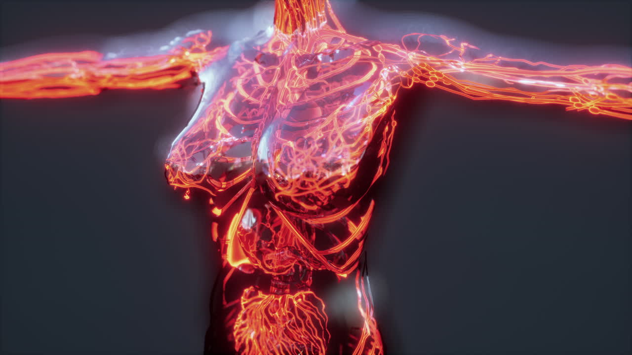 demostración médicamente exacta del sistema circulatorio humano