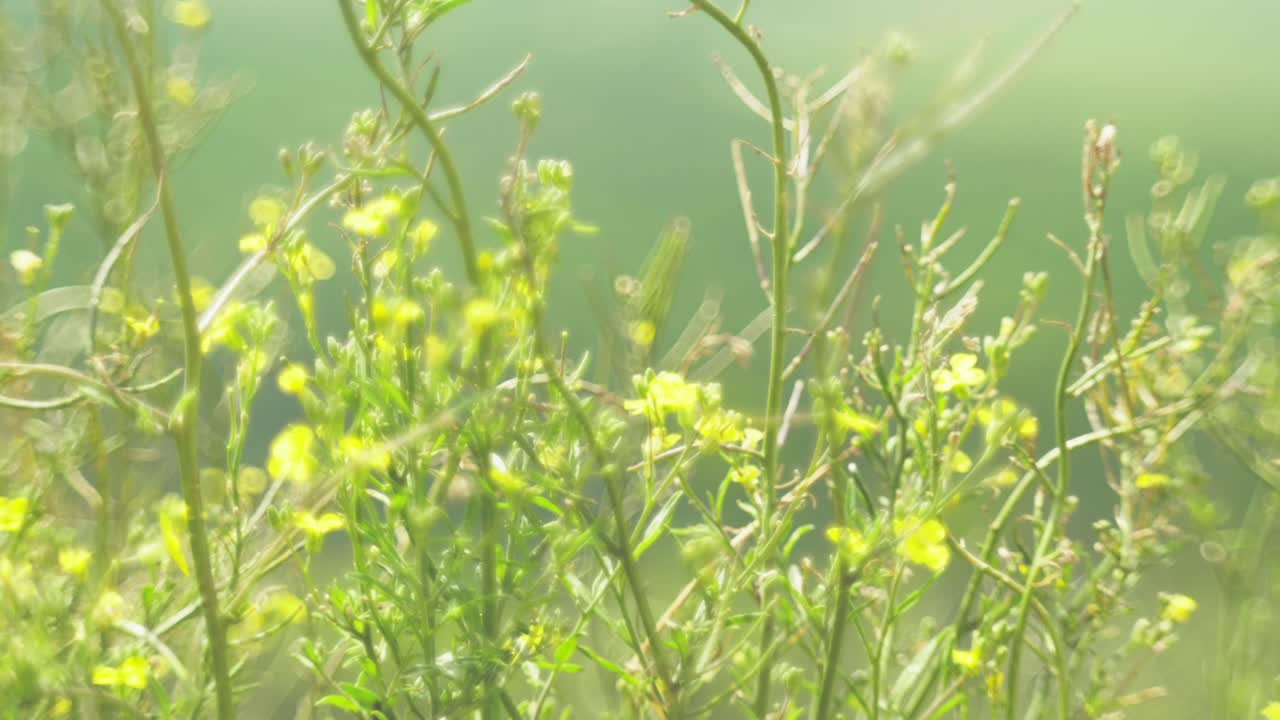 Beautiful wildflowers swaying in the wind, captured with a Petzval-style lens that adds a vintage, dreamy atmosphere with soft swirly bokeh and warm pastel tones.