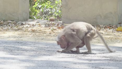 mother rhesus macaque monkey with baby around her waist picking insects from the road in the afternoon sun in india kerala