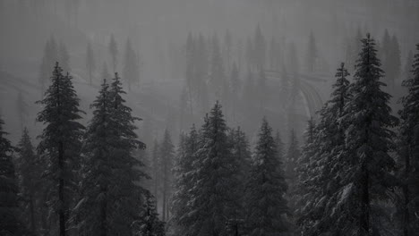 misty fog in pine forest on mountain slopes