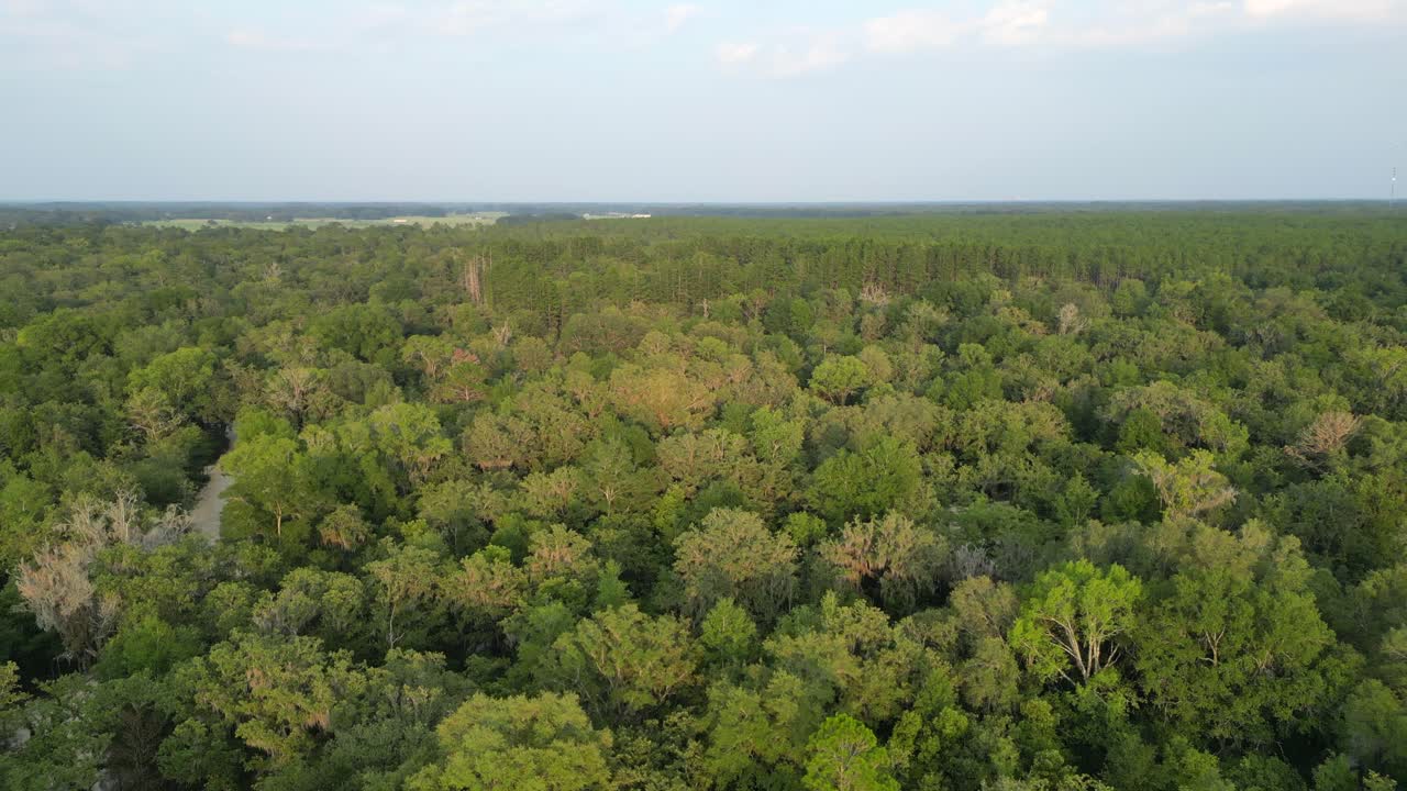 Vista aerea di una foresta in Florida, Stati Uniti.