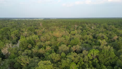 Vista-Aérea-De-Un-Bosque-En-Florida,-Estados-Unidos