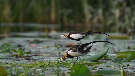 pheasant-tailed jacana pair observed in mating position during breeding season
