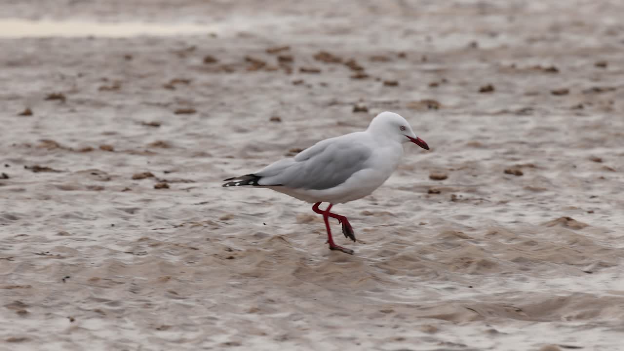 Sølvmåge spankulerer hen over fugtigt sand, overskyet dagslys, stabilt sidebillede, naturligt kystmiljø