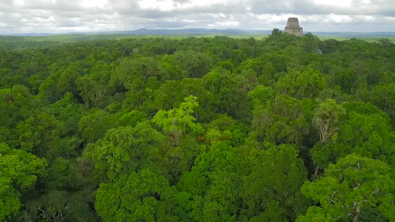 espectacular toma aérea sobre las copas de los árboles y las pirámides de tikal en guatemala