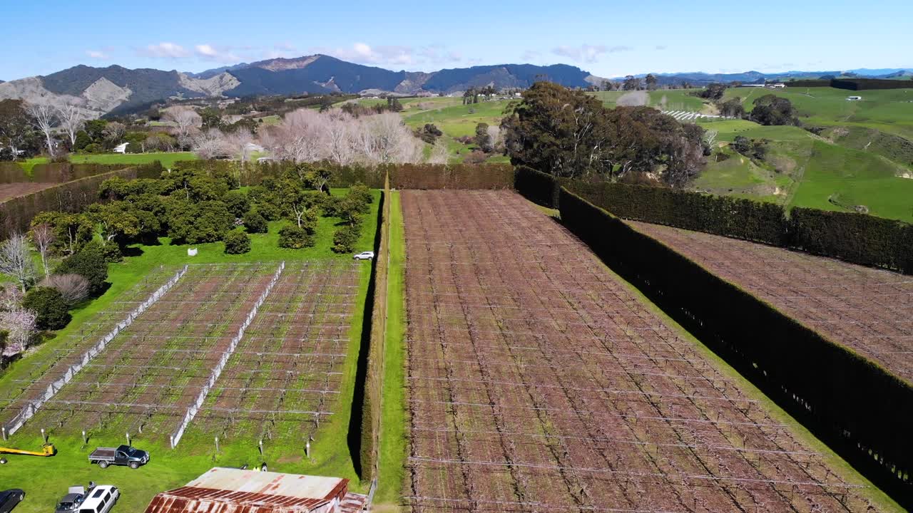 filas de árboles de kiwi listos para la primavera para crecer en una plantación en nueva zelanda, vista de pájaros no tripulados