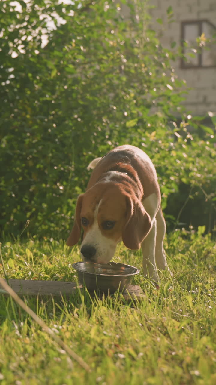 Two dogs drinking water from metal bowls on grassy field, with one dog looking back while the other continues drinking, scene includes lush greenery, tall grass, building in background