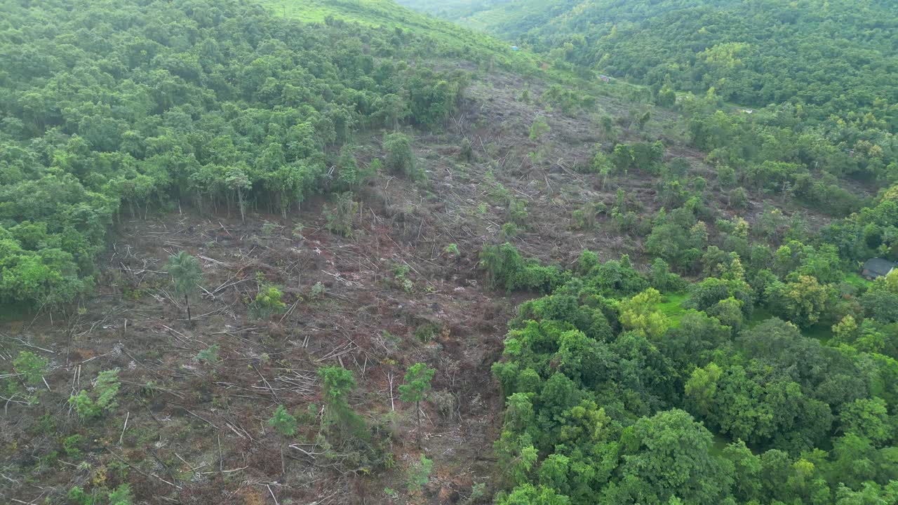 muchos árboles han sido cortados en el bosque malvan drone tiro