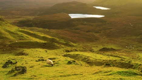 Se-Ven-Ovejas-Pastando-En-El-Deslizamiento-De-Tierra-Quiraing-En-La-Isla-De-Skye-En-Escocia-1