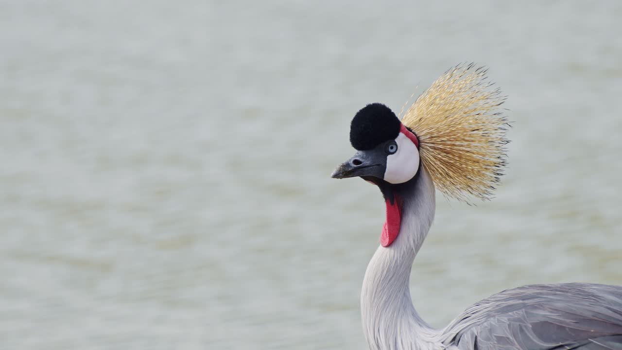 замедленный снимок красивых серых коронованных журавлей на берегу реки мара, когда вода течет в успокаивающей спокойной сцене, африканская дикая природа в масаи-мара, кения, африка животные сафари в масаи-мара