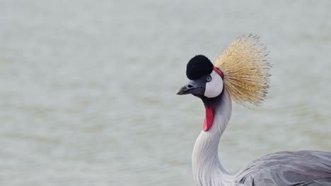 slow motion shot of beautiful grey crowned cranes on mara river bank as water flows in a calming tranquil scene, african wildlife in maasai mara, kenya, africa safari animals in masai mara